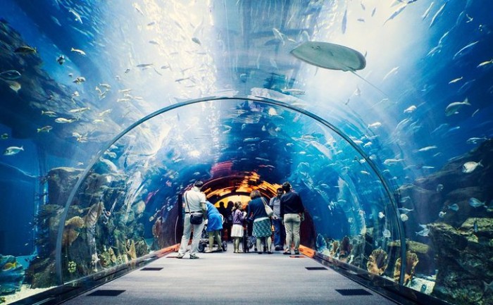 Dubai Aquarium & Underwater Zoo Entry Tickets